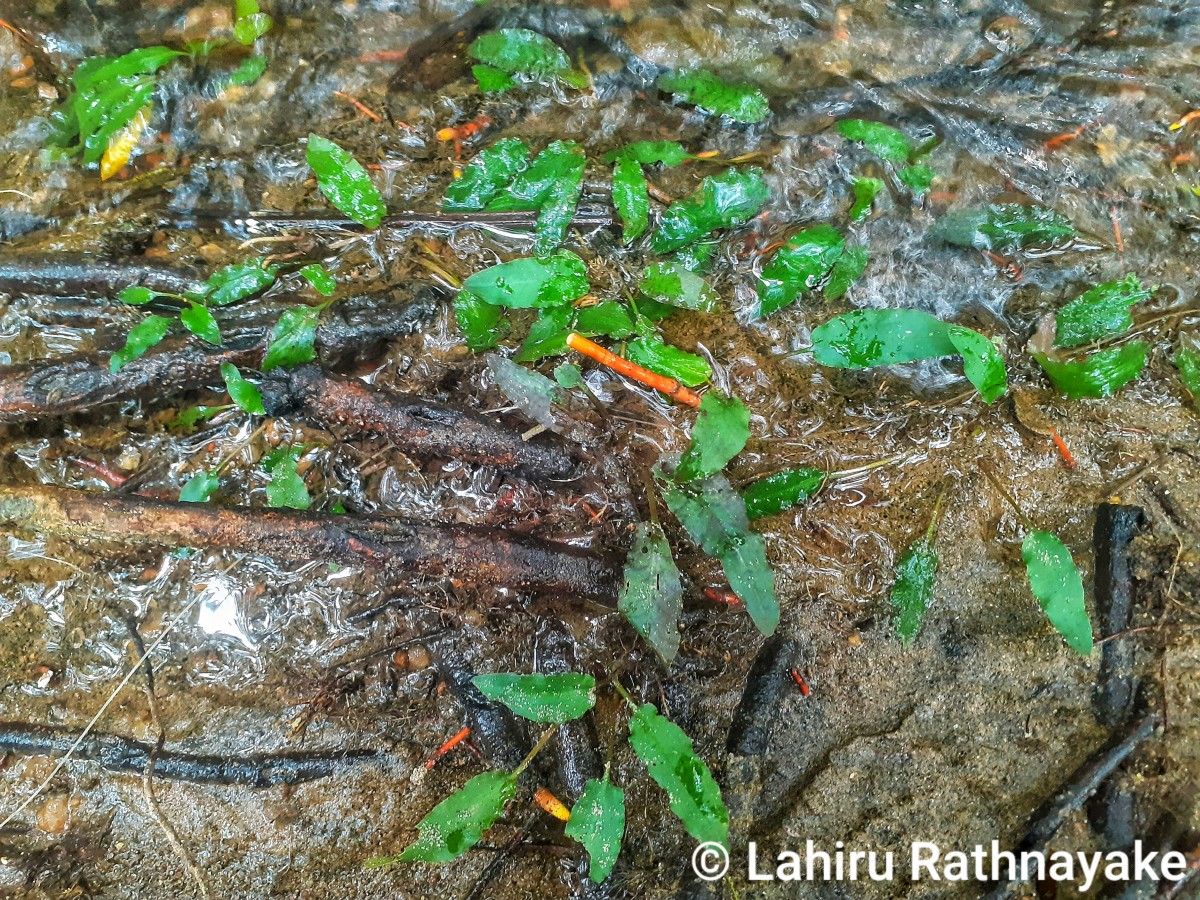 Cryptocoryne wendtii de Wit